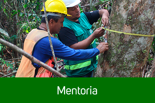 mentoria