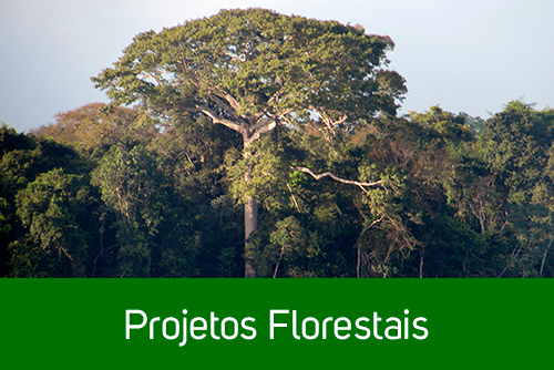 projetos-florestais